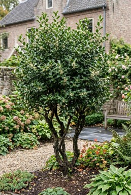 Osmanthus heterophyllus Mehrstämmig