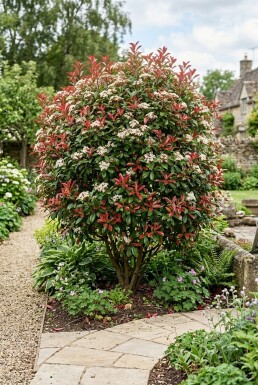 Photinia fraseri 'Carré Rouge'