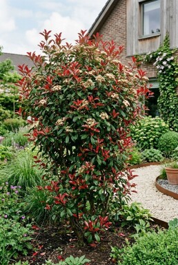 Photinia fraseri 'Carré Rouge'