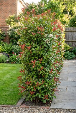 Photinia fraseri 'Carré Rouge' Schirm