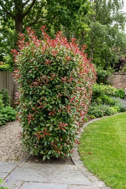 Photinia fraseri 'Carré Rouge' Schirm