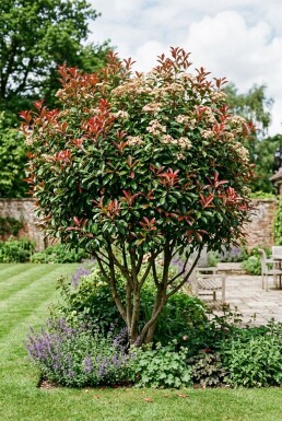 Photinia fraseri 'Carré Rouge' Mehrstämmig