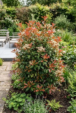 Photinia fraseri 'Little Red Robin'