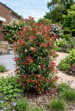 Photinia fraseri 'Little Red Robin'