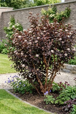 Physocarpus opulifolius 'Diabolo'
