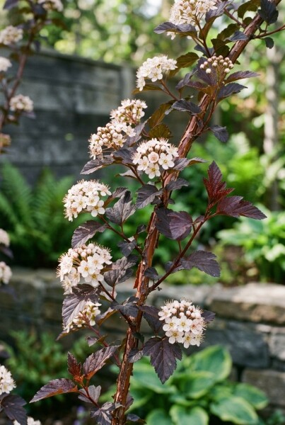 Physocarpus opulifolius 'Diabolo'