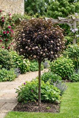 Physocarpus opulifolius 'Diabolo' Halbstamm