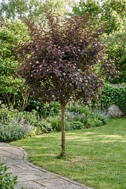 Physocarpus opulifolius 'Diabolo' Halbstamm