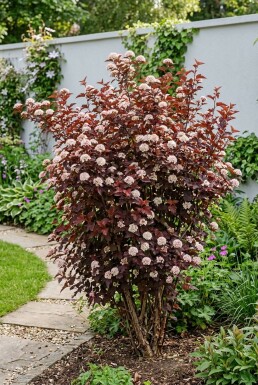 Physocarpus opulifolius 'Lady in Red' Strauch