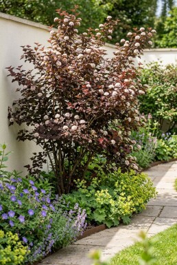 Physocarpus opulifolius 'Lady in Red' Strauch