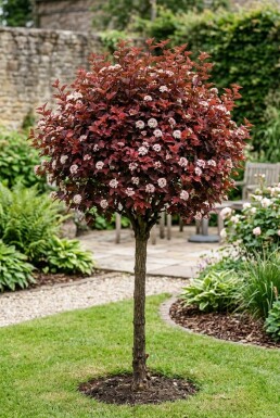 Physocarpus opulifolius 'Lady in Red' Halbstamm
