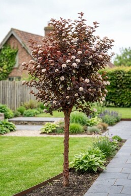 Physocarpus opulifolius 'Lady in Red' Halbstamm