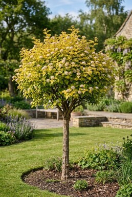 Physocarpus opulifolius 'Luteus' Halbstamm