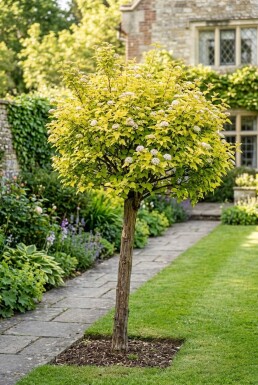 Physocarpus opulifolius 'Luteus' Halbstamm