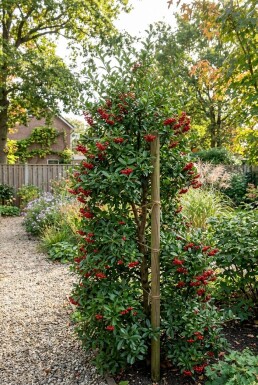 Pyracantha coccinea 'Red Column' Stämmchen