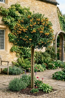 Pyracantha 'Golden Charmer' am Stab