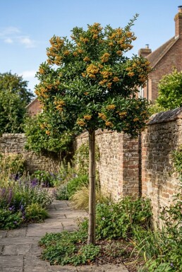 Pyracantha 'Golden Charmer' am Stab