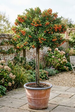 Pyracantha 'Orange Glow' Stämmchen
