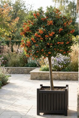 Pyracantha 'Orange Glow' Stämmchen