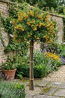 Pyracantha 'Soleil d'Or' gestäbt