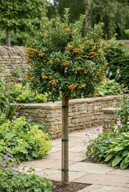 Pyracantha 'Soleil d'Or' gestäbt