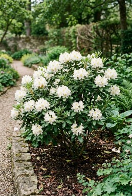 Rhododendron 'Gomer Waterer' Strauch
