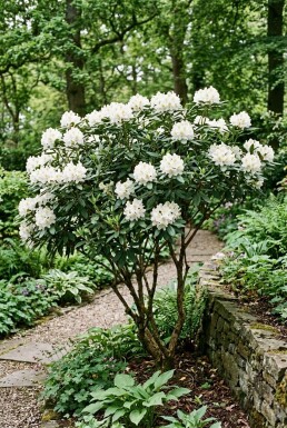 Rhododendron 'Gomer Waterer' Strauch