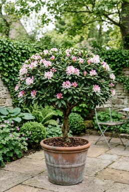 Rhododendron 'Sylvester' Kugel auf Stamm