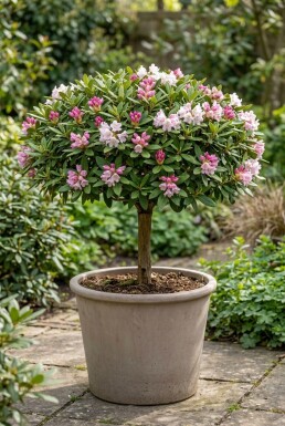 Rhododendron 'Sylvester' Kugel auf Stamm