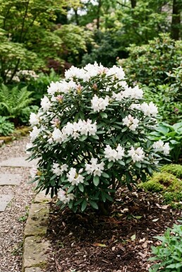 Rhododendron yakushimanum 'Schneekrone' Strauch