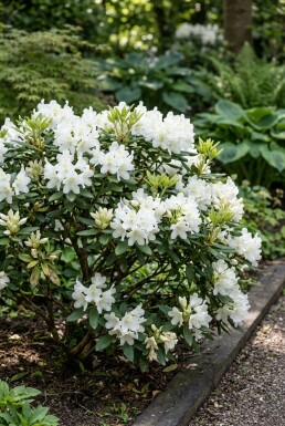 Rhododendron yakushimanum 'Schneekrone' Strauch