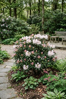 Rhododendron yakushimanum 'Tina Heinje' Strauch