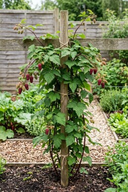 Rubus loganobaccus gestützt