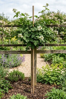 Rubus 'Boysenberry' mit Stab