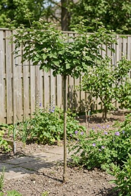 Rubus 'Boysenberry' mit Stab