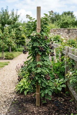 Rubus fruticosus 'Black Satin' Stämmchen