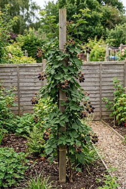 Rubus fruticosus 'Himalaya' am Stab gezogen