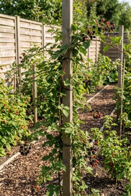 Rubus fruticosus 'Himalaya' am Stab gezogen