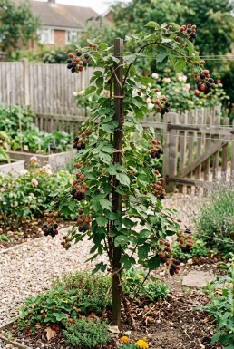 Rubus fruticosus 'Jumbo' Stab
