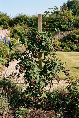 Rubus fruticosus 'Loch Ness' am Stab