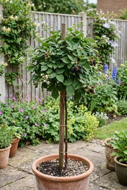 Rubus fruticosus 'Reuben' am Stab