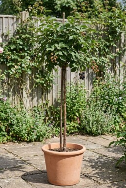 Rubus fruticosus 'Reuben' am Stab