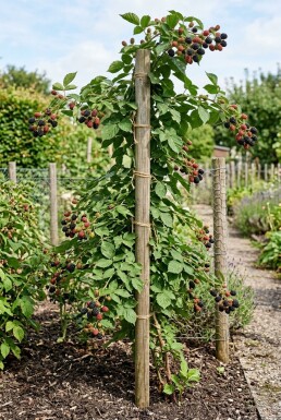 Rubus fruticosus 'Thornfree' Stab