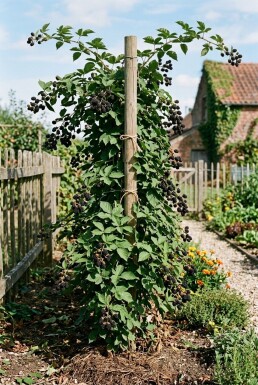 Rubus fruticosus 'Thornfree' Stab