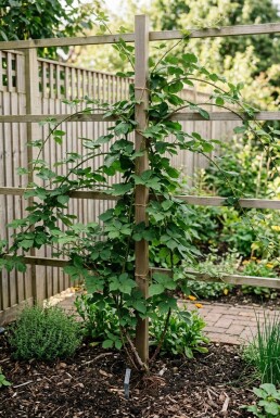 Rubus fruticosus 'Thornless Evergreen' Stab