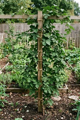 Rubus fruticosus 'Thornless Evergreen' Stab