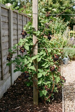 Rubus fruticosus 'Triple Crown' Stab
