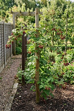 Rubus loganobaccus 'Loganberry' Stämmchen