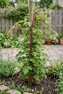Rubus phoenicolasius Stock