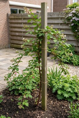 Rubus phoenicolasius Stock